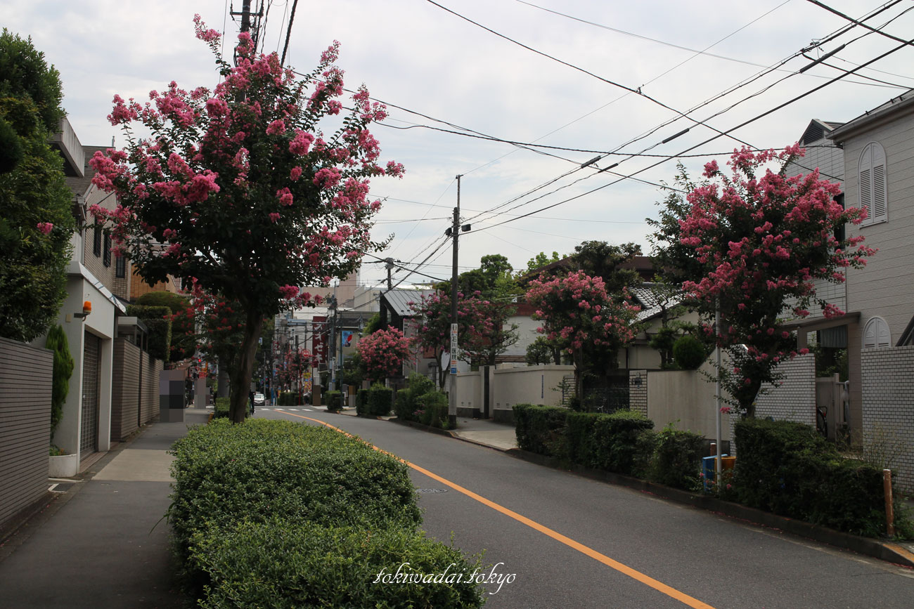 百日紅（サルスベリ）の花、東京都板橋区常盤台。